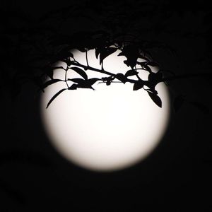 中秋佳节祝福你快乐-moga之曲