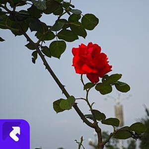 无尽的守望_小石头 (现场)