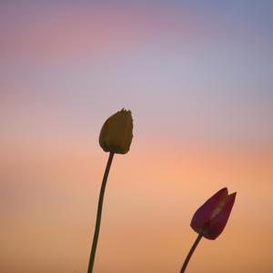 抱住晚风 ◈ ambient hold