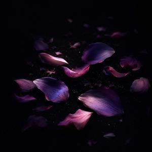 Night Petals Bloom
