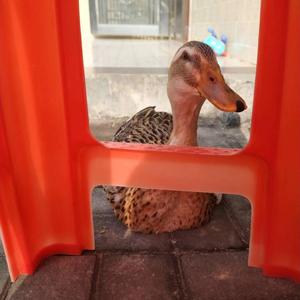 山歌渔歌怎么唱（demo）