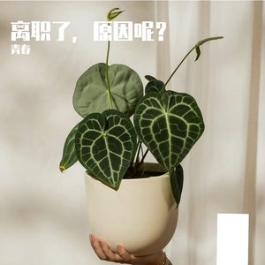离职了，原因呢？