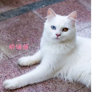 蜜糖糖 (八音盒)