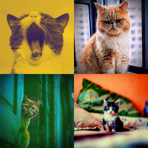 抚慰的可爱的猫回忆