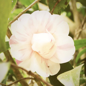 Roman, Romance, Romantic