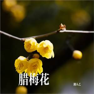 腊梅花