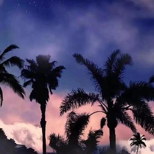 楼顶上的小斑鸠