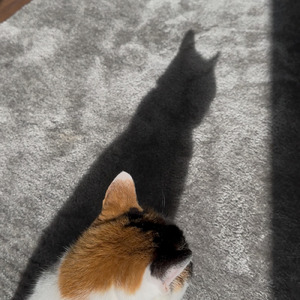 猫の影
