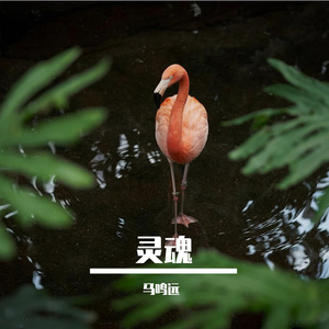 董小姐的春天 伴奏