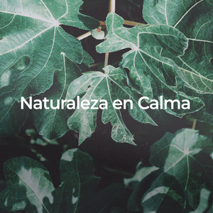 Crepúsculo de Paz para el Descanso
