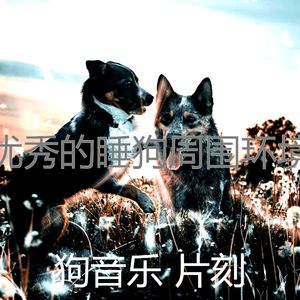 一尘不染训练犬印象数