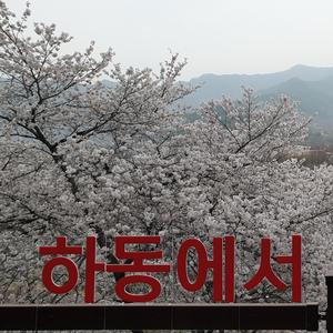 하동 십리벚꽃길