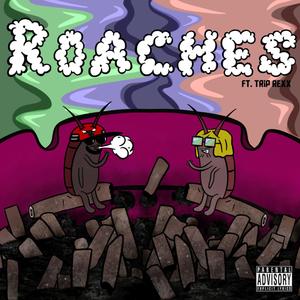 Roaches