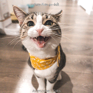 Friendly (Cute Kittens)