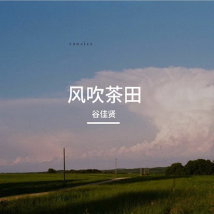 风吹茶田