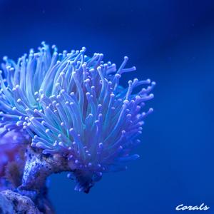 Corals