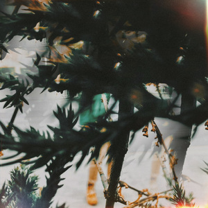 因失序跃迁的脉搏（Pluses Disordered）