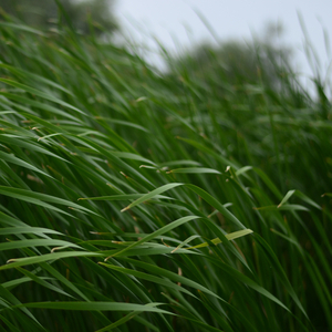 Harmonization of consciousness