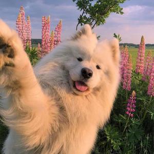 郎的诱惑（翻自 曾毅）