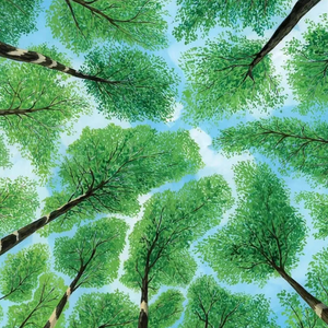 自由的风 在森林里捉迷藏