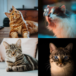 温和放松的猫梦想