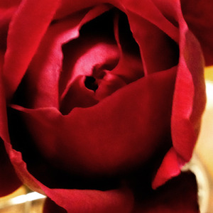 モーツアルト アマデウスEDM