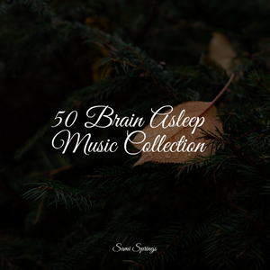 Rainy Forest Avifauna