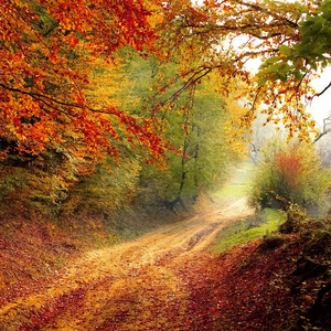 秋天的第一杯奶茶