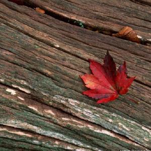 成都九月的第一场雨