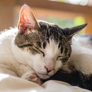 Lofi Relajante Para Gatitos