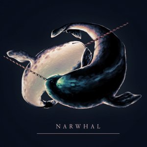 Narwhal