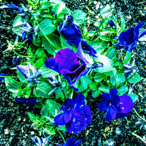 野蛮な無花果が哭いている (即興弾き語りポエトリーリーディング)