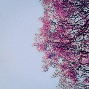 Jacarandas y Bugambilias
