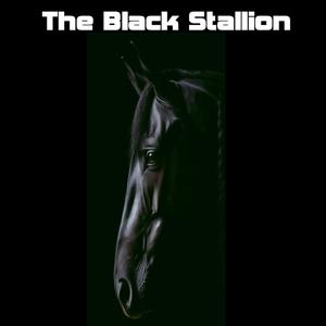 The Black Stallion