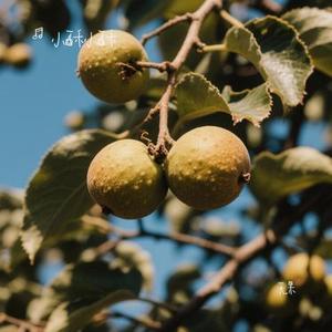 无果 (小酥小酥 Remix)