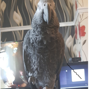 I'm Gonna Poke You with Love