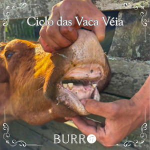 Ciclo das Vaca Véia