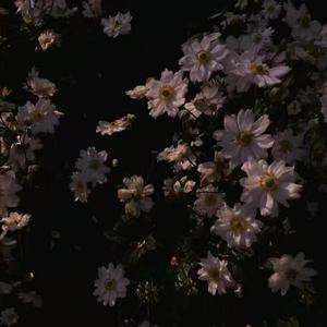 西楼别序（抖音片段）