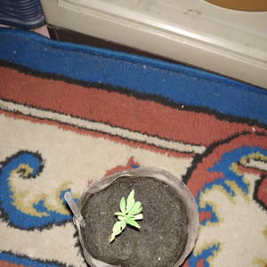 Kepada Kekasih (Acoustic)