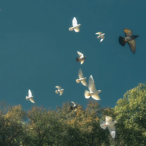 我爱的人（cover陈小春）