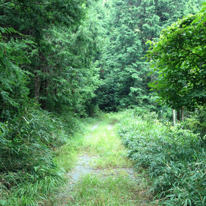 ひらまりのうた