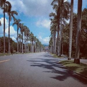Coconut Forest Avenue