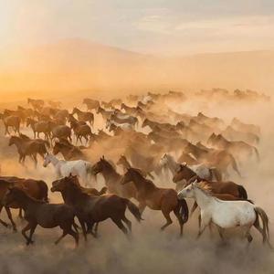 驴系迷幻日吧歘-V22段