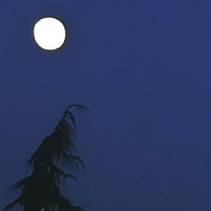 惨败熊（prod.byDawn）