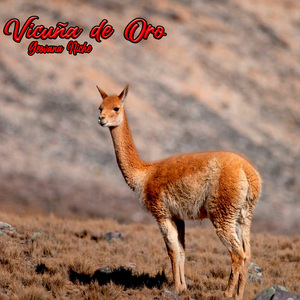 Vicuñas de Oro