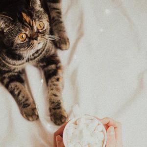 变成一只猫YY（Prod By Red Killer）