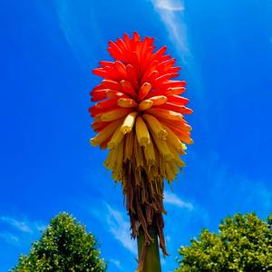 ASTRABEAT FOLCLORE Y LATINO