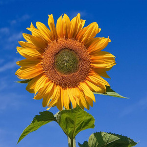 Sun Flowers