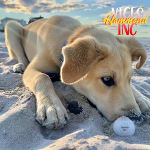 Hammond ((Single Version))