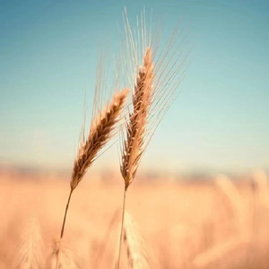 ひとりの時間 （一个人的时间）